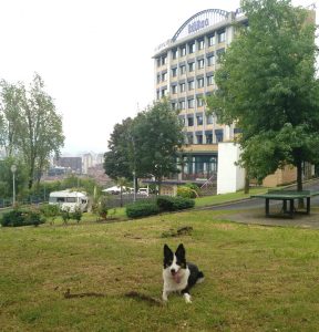 Los perros pueden correr por los amplios jardines en Bilbao Hostel.
