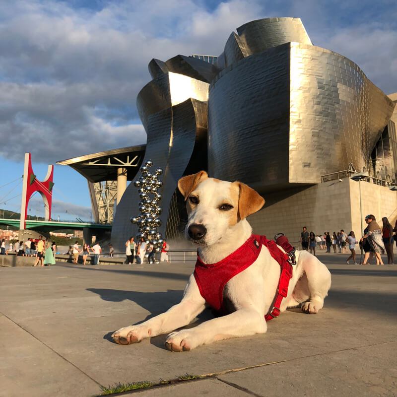 Bilbao Hostel premia con una estancia de fin de semana en Bilbao a 4 personas que viajen con su mascota